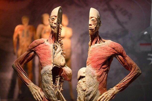 Výstava lidských těl